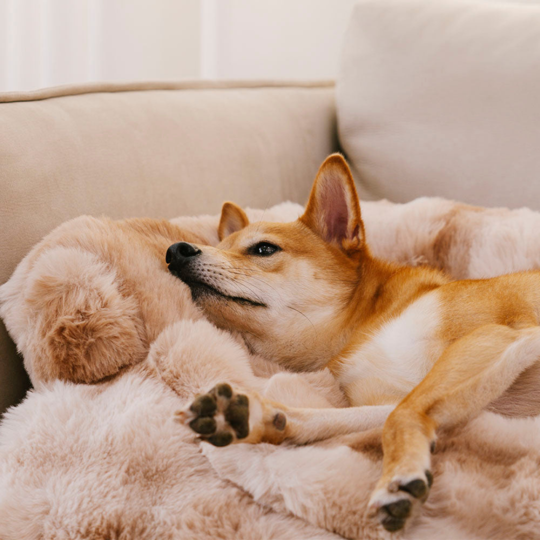 Rustgevend Hondenbed – Beschermt Bank & Geeft Ultiem Comfort