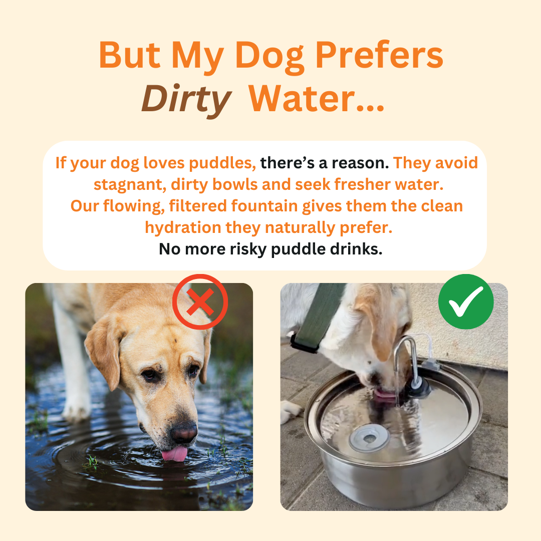 Honden Fontein + 2 GRATIS waterfilters